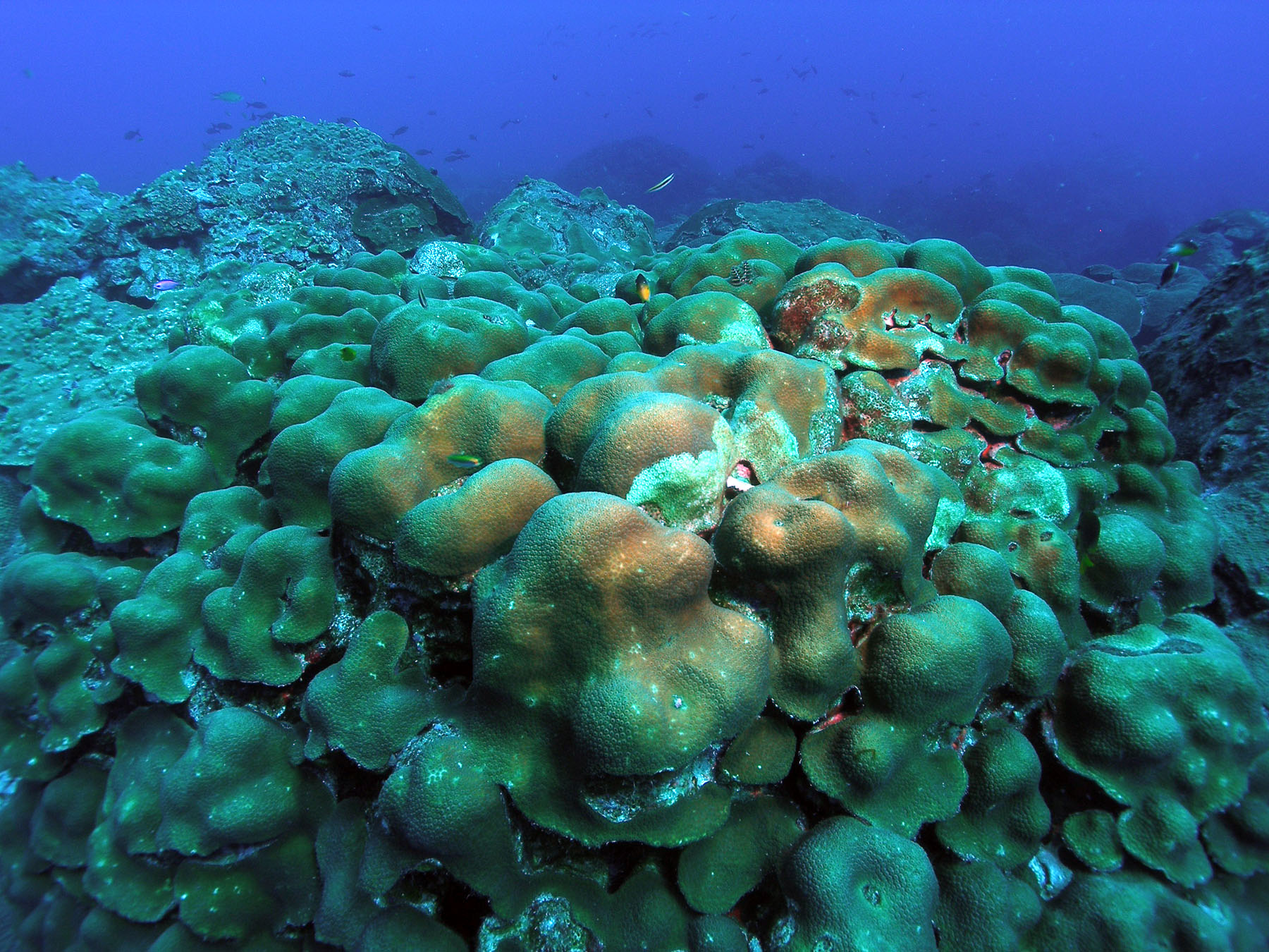 Coral genomes reveal how populations rebound after environmental